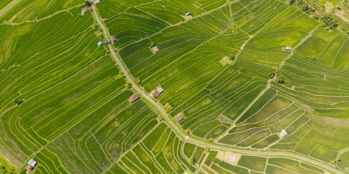 water droplets on green leaf