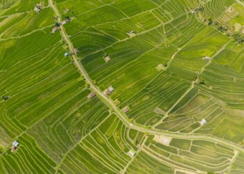 water droplets on green leaf