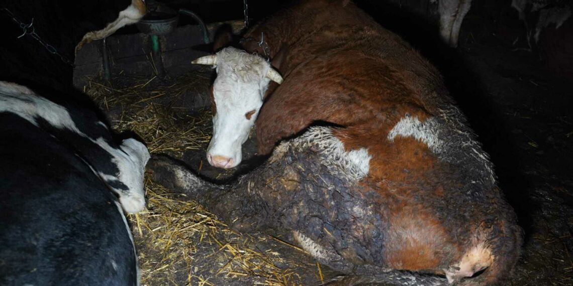 Siaubo ferma Lietuvoje: Karvės guli kraujuotose srutose, bet jų pieną toliau geriame visi