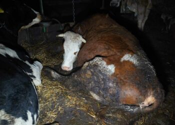 Siaubo ferma Lietuvoje: Karvės guli kraujuotose srutose, bet jų pieną toliau geriame visi