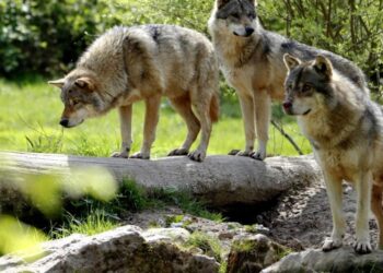 Šokiruojantis tyrimas: žmonės tūkstančius metų mylėjo ir globojo vilkus dar iki atsirandant šunims