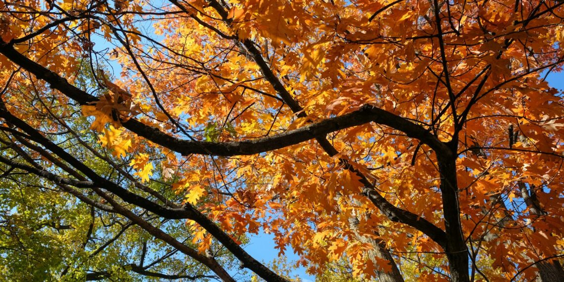 a tree with yellow leaves and a blue sky in the background