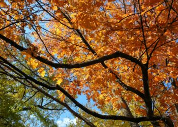 a tree with yellow leaves and a blue sky in the background