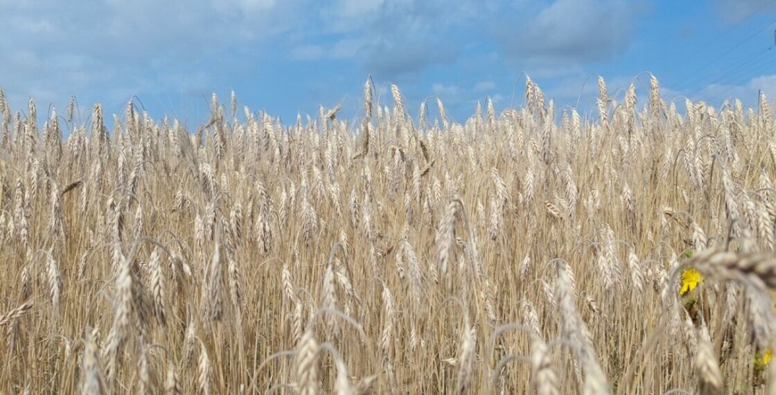 2025-aisiais Lietuvoje sprogs ekologinės gamybos bumas: ekspertai atskleidė, kas slypi už šuolio