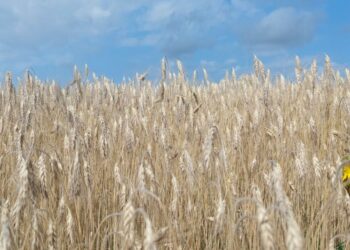 2025-aisiais Lietuvoje sprogs ekologinės gamybos bumas: ekspertai atskleidė, kas slypi už šuolio