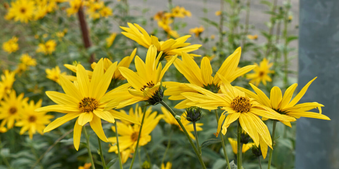 5 augalai, kurių niekada nesodinkite sode: siurbia dirvą, platina ligas ir griovja derlių
