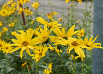 5 augalai, kurių niekada nesodinkite sode: siurbia dirvą, platina ligas ir griovja derlių