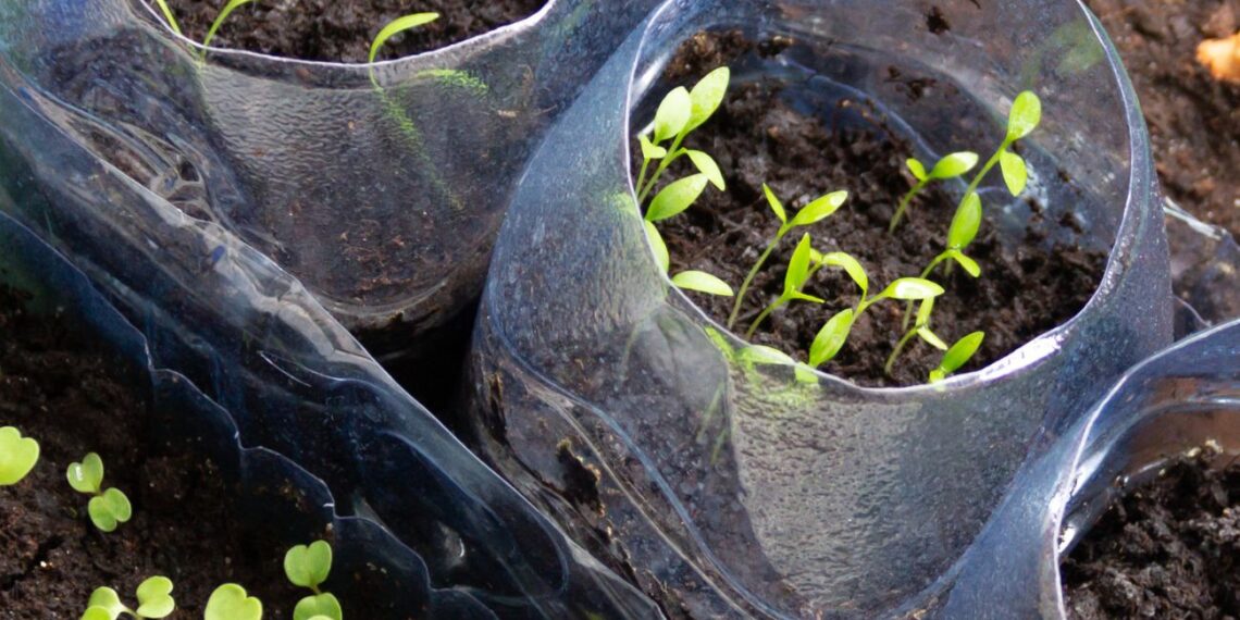 5 augalai, kuriuos verta pasėti jau sausį – ši gudri sėjos metodika garantuos itin sveikus daigus