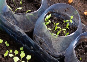 5 augalai, kuriuos verta pasėti jau sausį – ši gudri sėjos metodika garantuos itin sveikus daigus