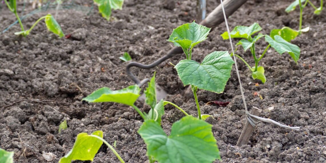 5 klaidos, dėl kurių žlunga daržovių derlius mažoje sodyboje: agronomai atskleidžia rotacijos paslaptis