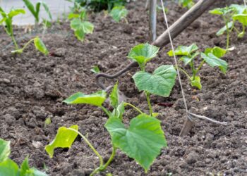 5 klaidos, dėl kurių žlunga daržovių derlius mažoje sodyboje: agronomai atskleidžia rotacijos paslaptis