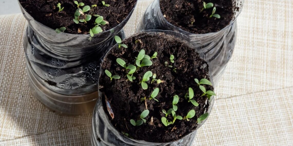 5 lemtingos klaidos, dėl kurių žlugs tavo žiemos sėja: dauguma daržininkų tai pražiopso