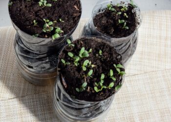 5 lemtingos klaidos, dėl kurių žlugs tavo žiemos sėja: dauguma daržininkų tai pražiopso