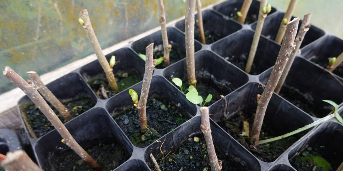 5 stebuklingi augalai, kuriuos privalai dauginti jau sausį: pavasarį sodinukų turėsi nemokamai