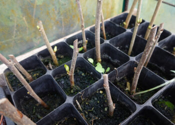 5 stebuklingi augalai, kuriuos privalai dauginti jau sausį: pavasarį sodinukų turėsi nemokamai