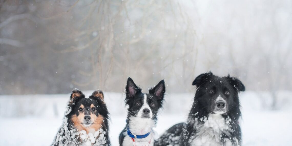 5 ženklai, kad tavo šuo šąla ir tu to nepastebi: veterinarė įspėja apie lemtingą klaidą
