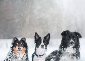 5 ženklai, kad tavo šuo šąla ir tu to nepastebi: veterinarė įspėja apie lemtingą klaidą