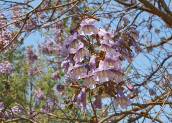 6 greitai augantys medžiai, kurie akimirksniu užgoš kaimynus ir suteiks pavėsį jūsų kieme
