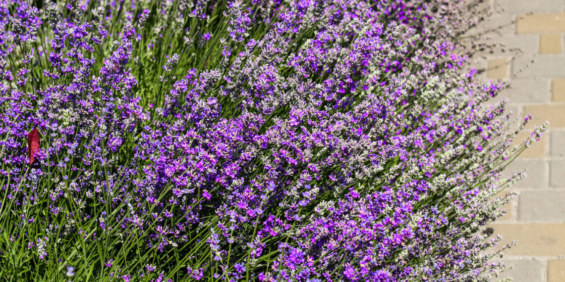 6 netikėti, bet stebėtinai veiksmingi trąšų šaltiniai levandoms: pasiruošk pavasariui dabar