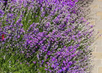 6 netikėti, bet stebėtinai veiksmingi trąšų šaltiniai levandoms: pasiruošk pavasariui dabar