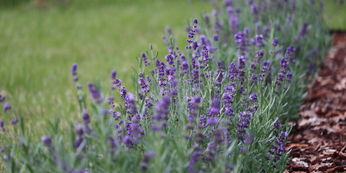 6 netikėti levandų trąšų šaltiniai, kuriuos turi kiekvienas – pasidaryk atsargų jau dabar