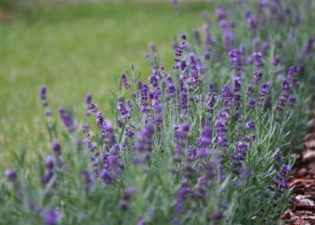 6 netikėti levandų trąšų šaltiniai, kuriuos turi kiekvienas – pasidaryk atsargų jau dabar