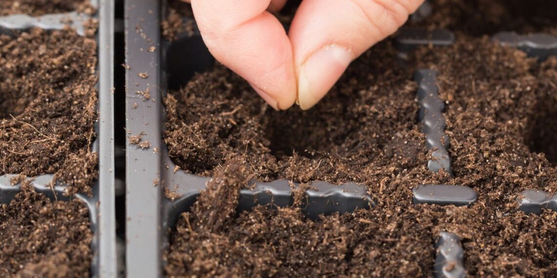 7 klaidos prieš sėjant paprikas, kurios sunaikins derlių: daryk TAIP ir daigai bus atsparesni