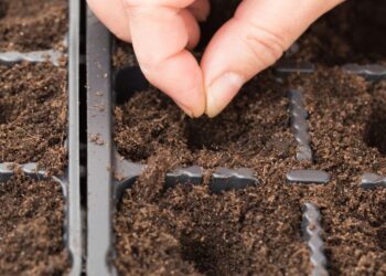 7 klaidos prieš sėjant paprikas, kurios sunaikins derlių: daryk TAIP ir daigai bus atsparesni