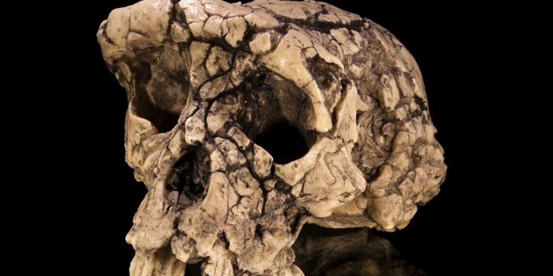 7 mln metų senumo atradimas šokiravo mokslininkus: tikrasis seniausias žmogaus protėvis?