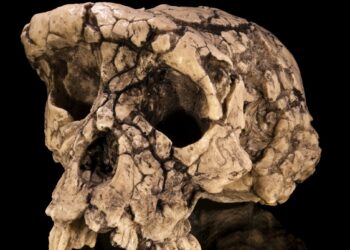 7 mln metų senumo atradimas šokiravo mokslininkus: tikrasis seniausias žmogaus protėvis?