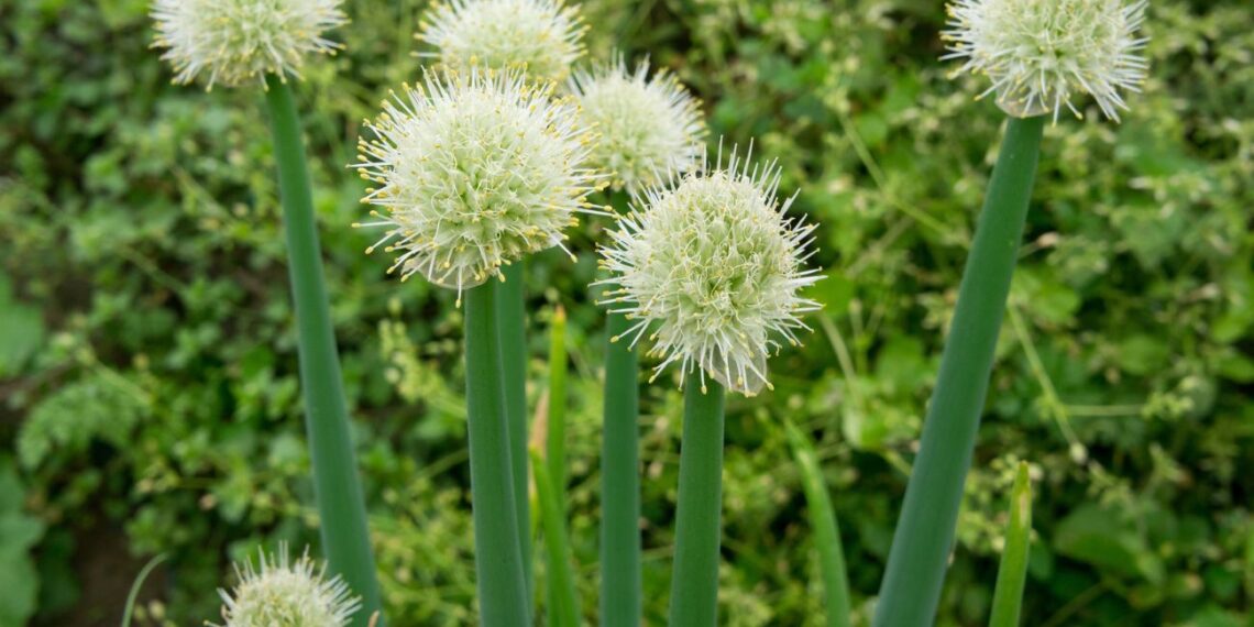7 senovinės daržovės, kurias pamiršo net patyrę daržininkai: šį sezoną būtinai pasodink