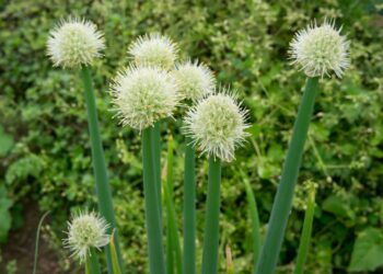 7 senovinės daržovės, kurias pamiršo net patyrę daržininkai: šį sezoną būtinai pasodink