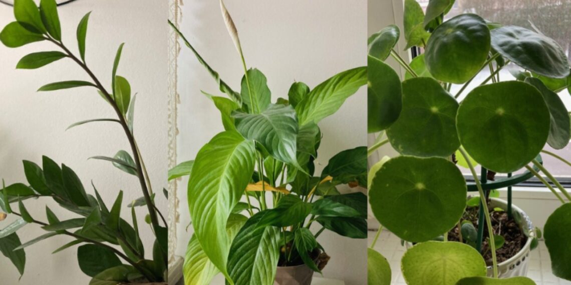 9 kambarinės gėlės niūriems butams: beveik jokios saulės, o žaliuoja lyg atogrąžose