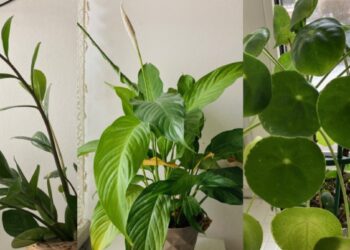 9 kambarinės gėlės niūriems butams: beveik jokios saulės, o žaliuoja lyg atogrąžose