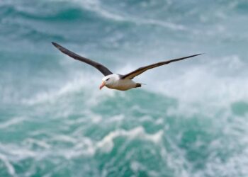 Albatrosas šokiravo mokslininkus: netikėtai nuskrido 5000 km iki Kalifornijos – kas jį gena?