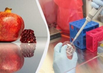 Ar gydytojai šokiruoti: ar tikrai galima valgyti granatą su sėklomis ir ką sako mokslas?