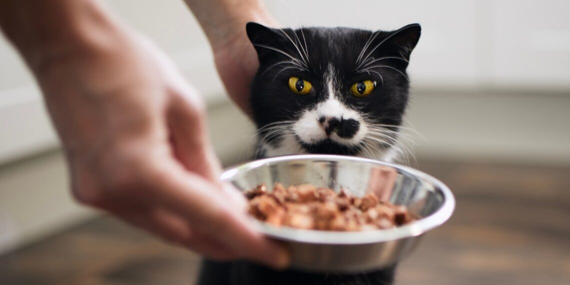 Ar kada bandėte paglostyti katę, kai ji ėda? Ekspertai perspėja: ši klaida gali brangiai kainuoti