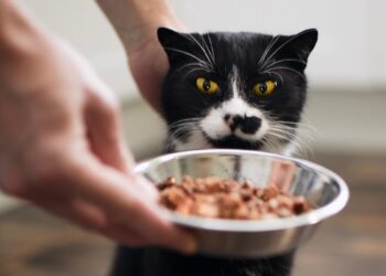 Ar kada bandėte paglostyti katę, kai ji ėda? Ekspertai perspėja: ši klaida gali brangiai kainuoti