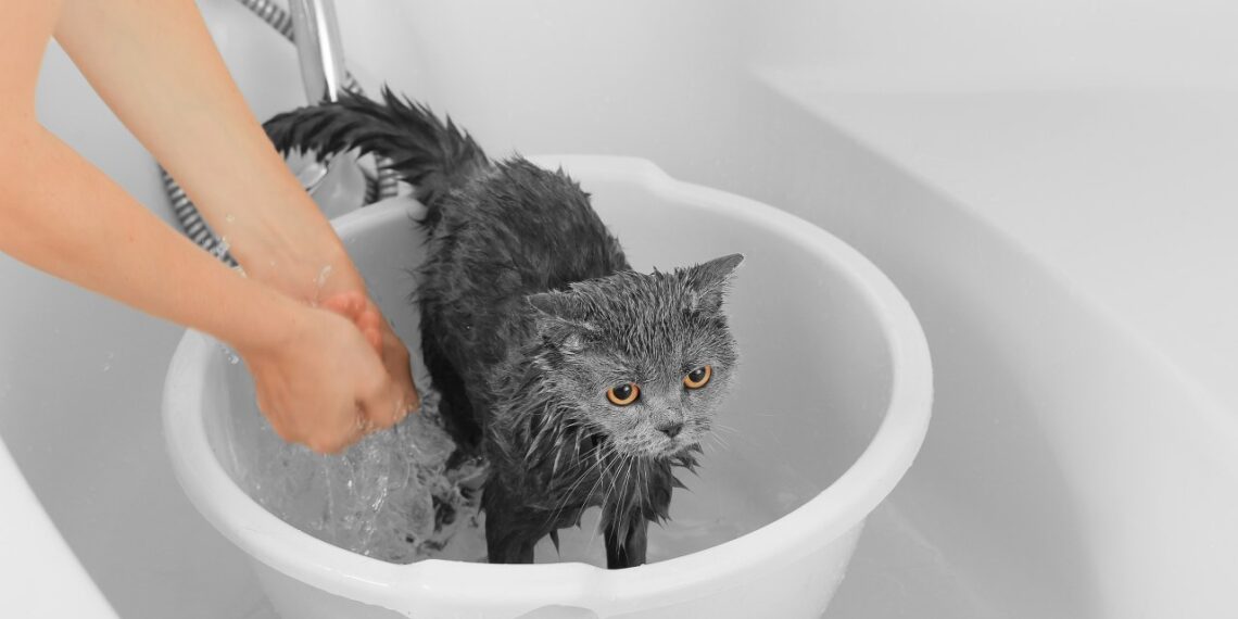 Ar tavo katę būtina maudyti, jei ji pati laižosi? Veterinarai perspėja: klaida gali brangiai kainuoti