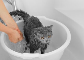 Ar tavo katę būtina maudyti, jei ji pati laižosi? Veterinarai perspėja: klaida gali brangiai kainuoti