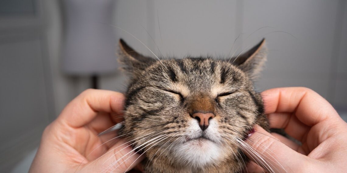 Ar tavo katė iš tiesų laiminga? 9 slapti ženklai, kuriuos dauguma šeimininkų ignoruoja