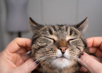 Ar tavo katė iš tiesų laiminga? 9 slapti ženklai, kuriuos dauguma šeimininkų ignoruoja