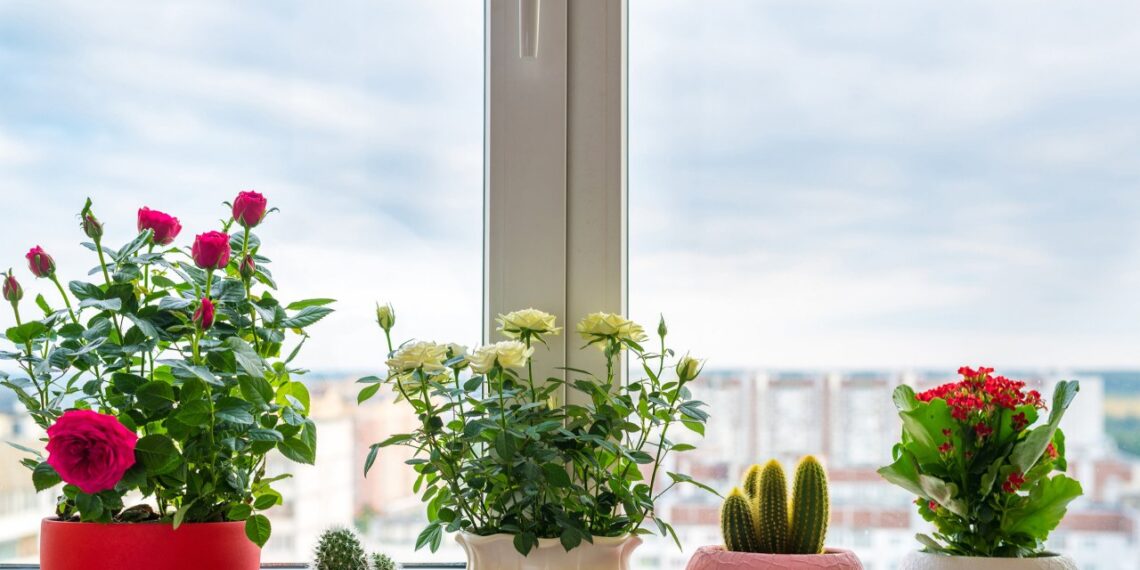 Astrologė perspėja: šias 7 kambario gėles tuoj pat išnešk iš namų – traukia pyktį ir nesėkmes