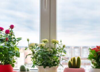 Astrologė perspėja: šias 7 kambario gėles tuoj pat išnešk iš namų – traukia pyktį ir nesėkmes