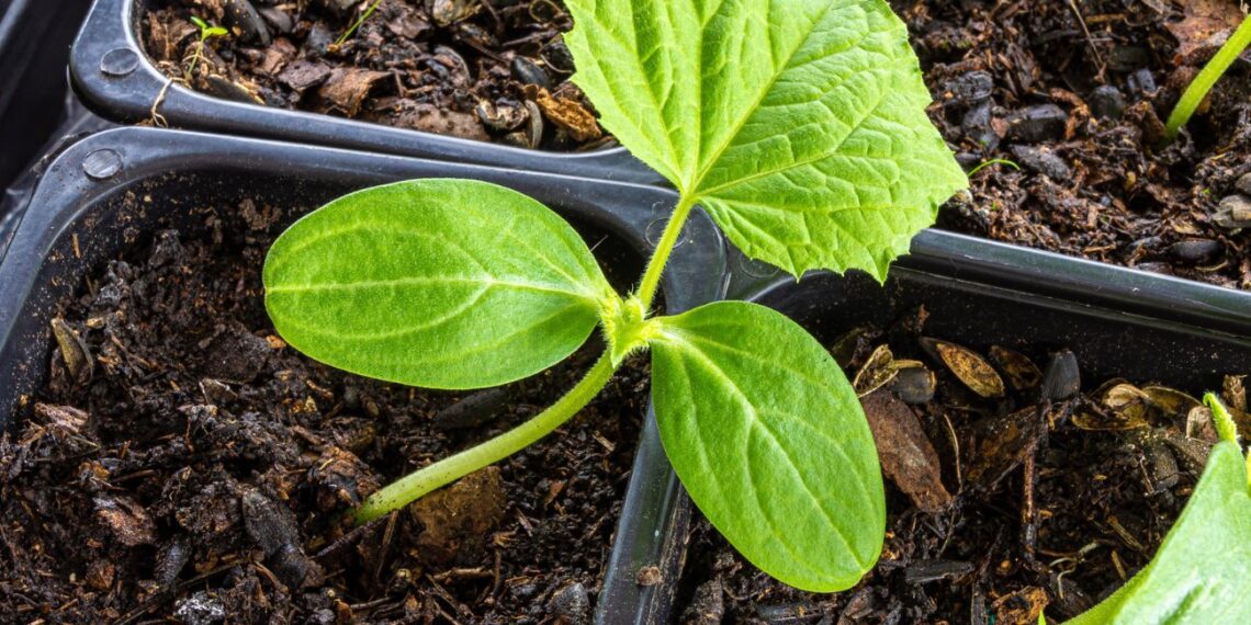 Atrasta stebuklinga žemė daigams: agurkai, pomidorai ir paprikos auga dvigubai greičiau