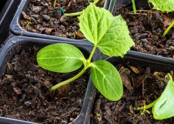 Atrasta stebuklinga žemė daigams: agurkai, pomidorai ir paprikos auga dvigubai greičiau