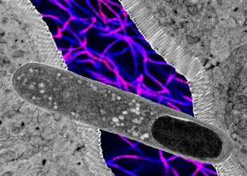 Atrasta žarnyno bakterija tirpdo riebalus: pelių svoris nekilo net valgant itin riebiai