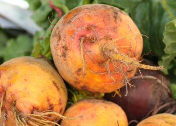 Auksinis burokėlis užkariauja daržus: gydytojai nustėro nuo šio šakniavaisio naudos