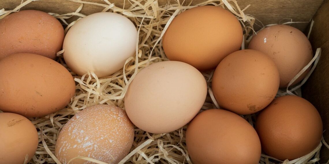 Baltas ar rudas kiaušinis? Šokiruojanti tiesa atskleista: sužinosite, ką slepia lukštas!