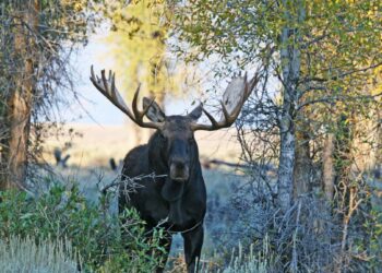 Baltas briedis Lenkijos miške: internete šokas – tokio gyvūno beveik niekas nėra matęs